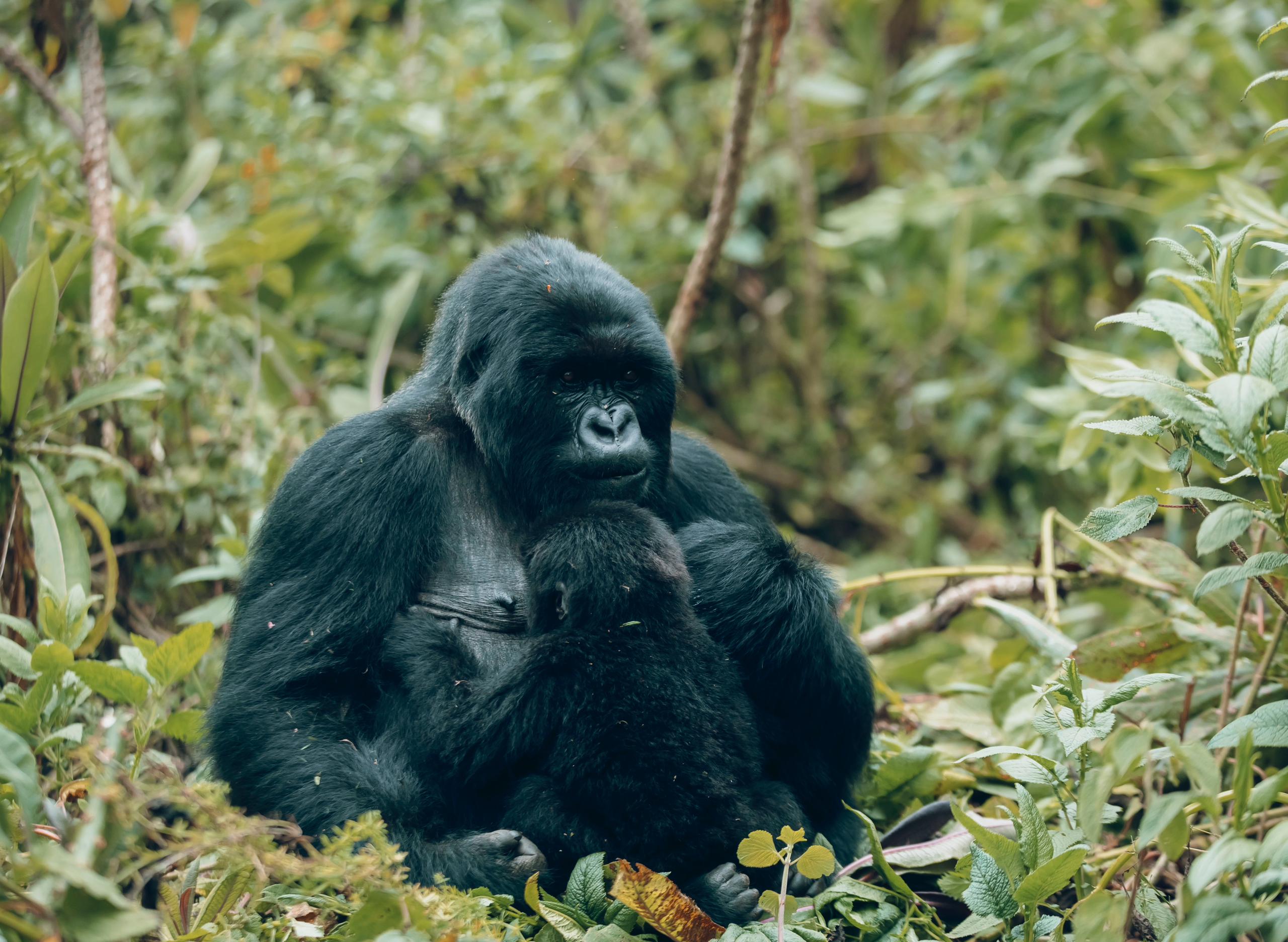 gorilla trekking safari