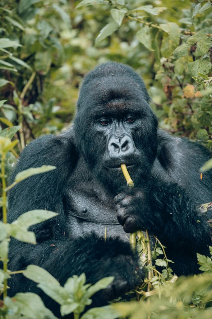 shalom safaris mount gorilla trekking rwanda