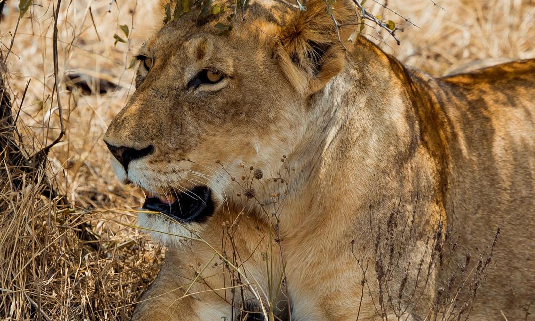 lion, akagera national park