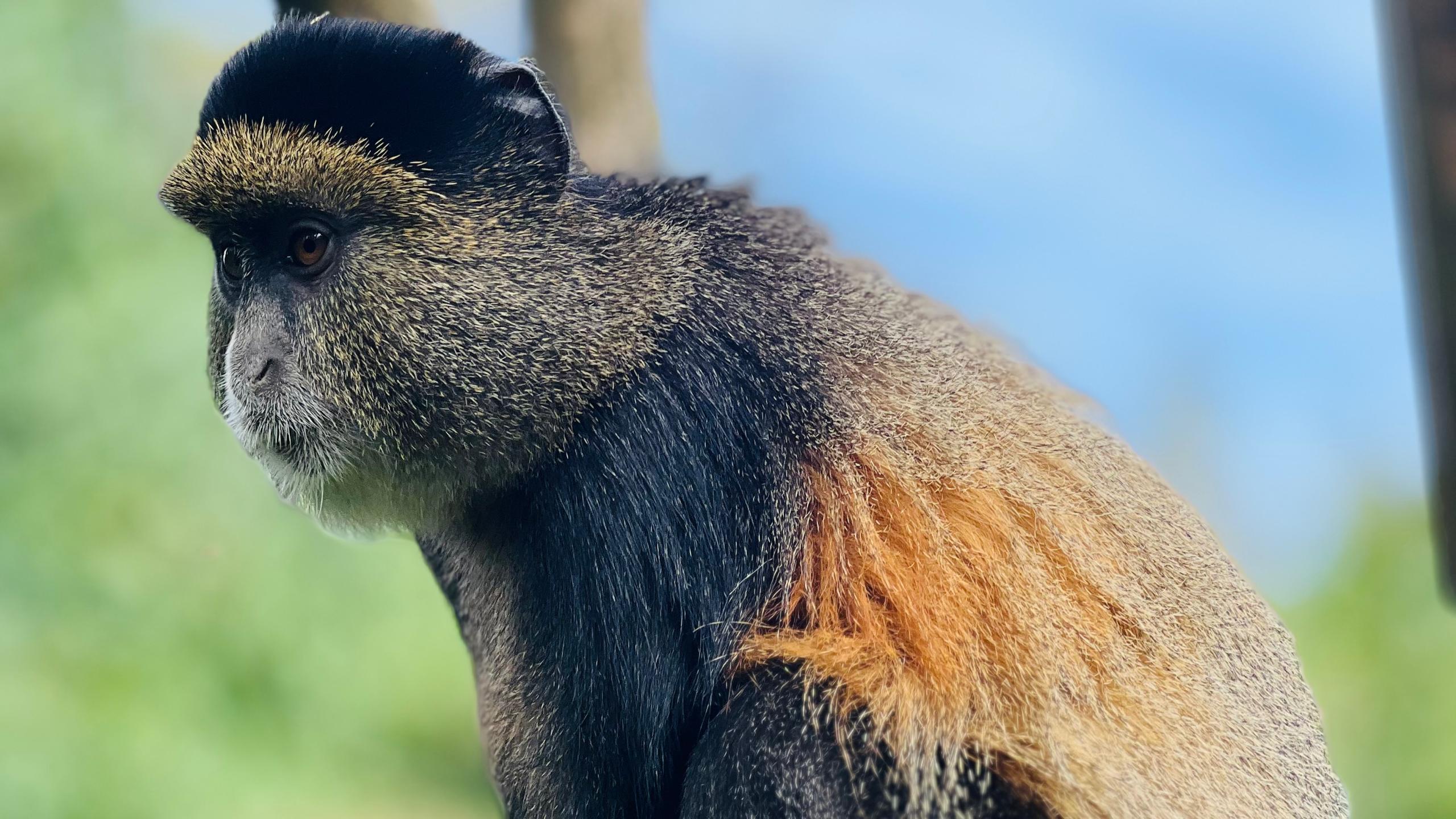 shalom safaris golden monkey trekking experience