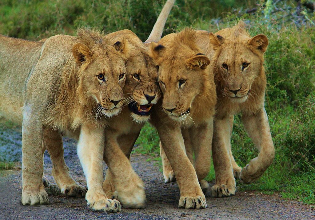shalom safaris rwanda akagera game drive big 5