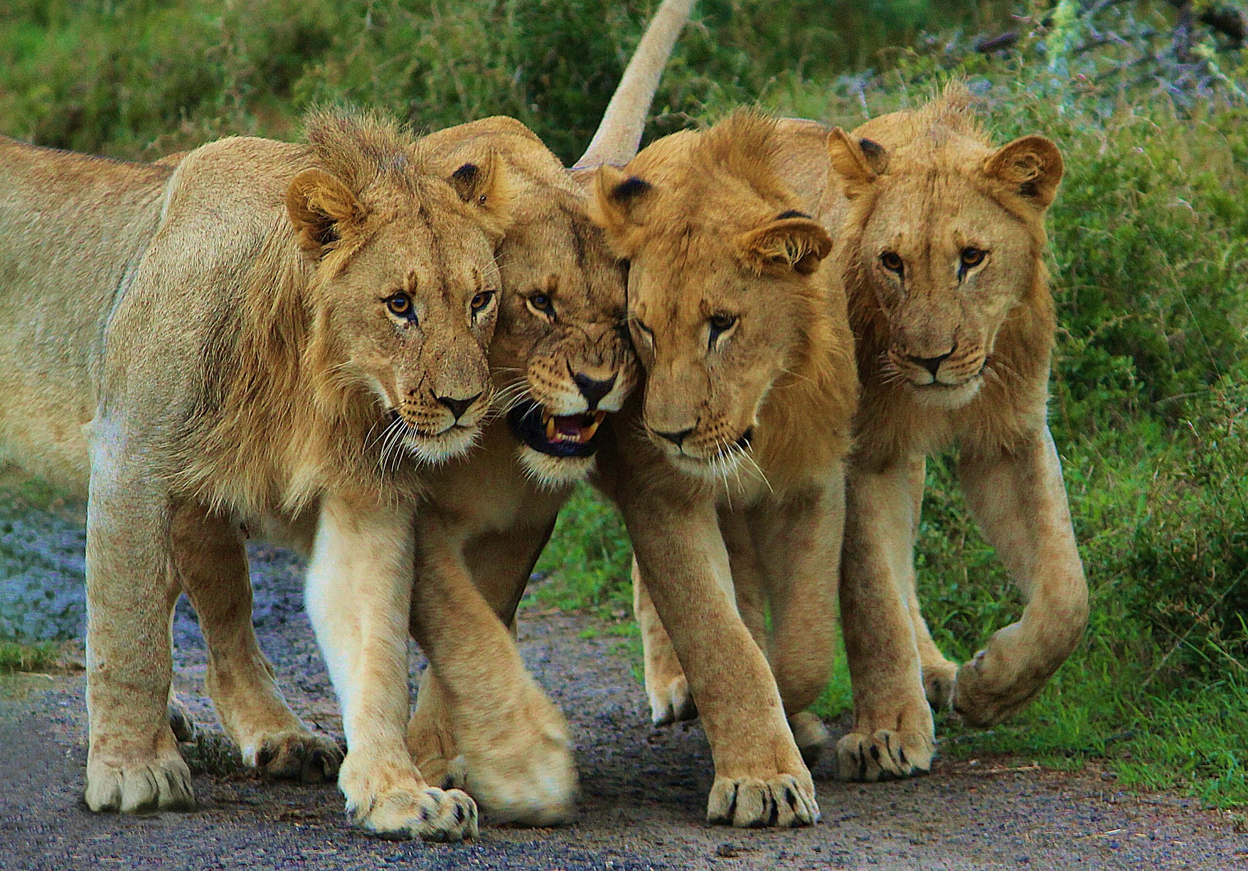 shalom safaris rwanda akagera game drive big 5