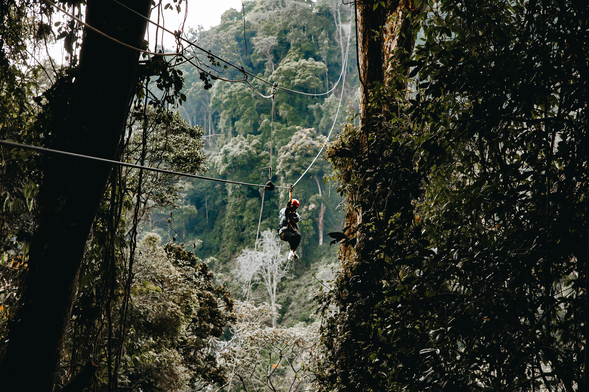 shalom safaris rwanda best of nyungwe national park (zipline experience) (1).jpeg