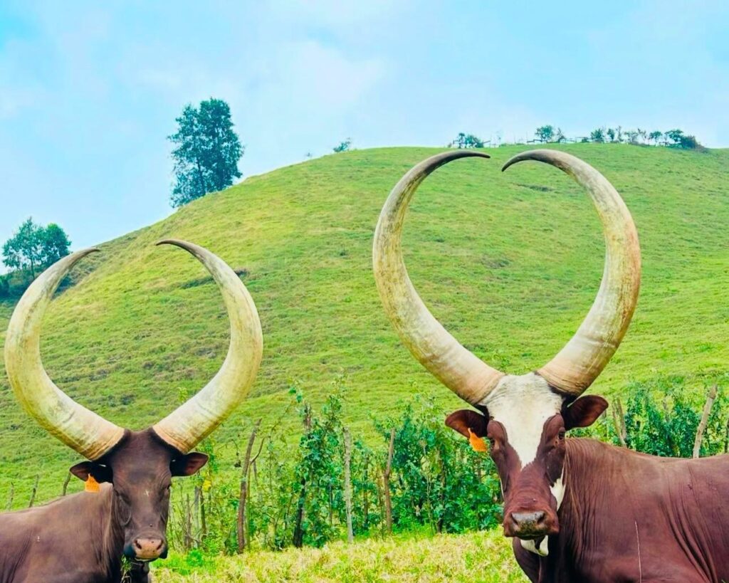shalom safaris rwanda bigogwe inyambo cows