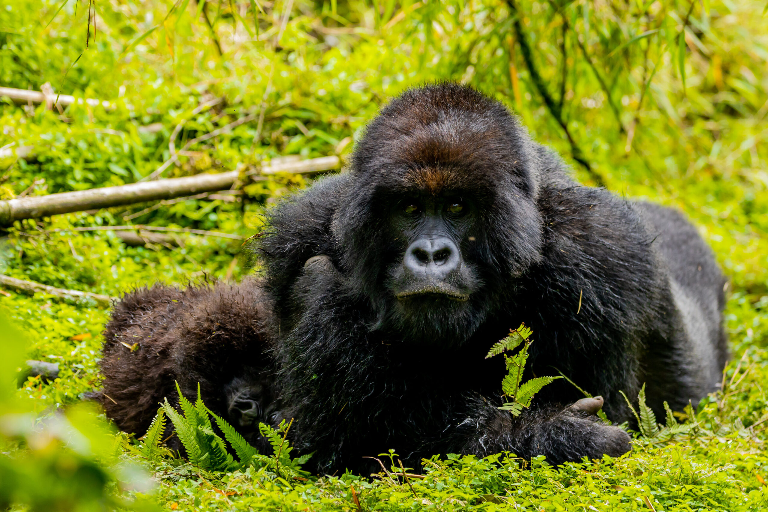 shalom safaris rwanda visit rwanda 4