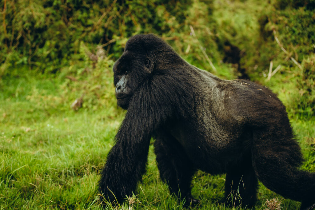 shalom safaris rwanda visit rwanda promo 22 copy