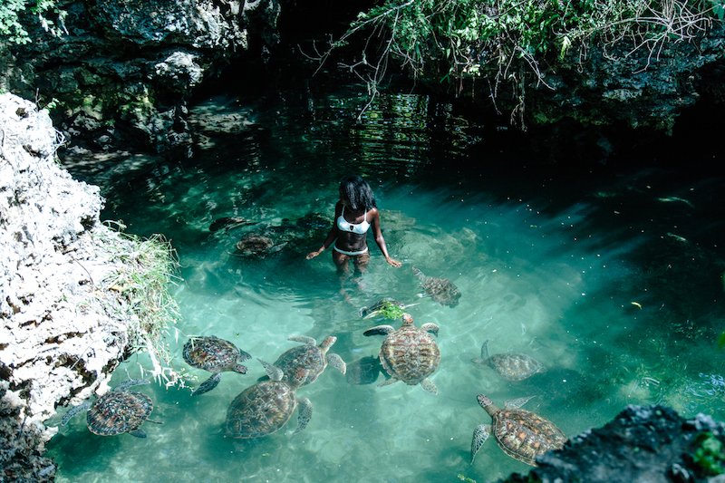 baraka sea turtle shalom safaris rwanda