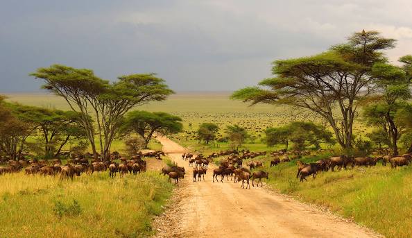 central serengeti tanzania with shalom safaris rwanda