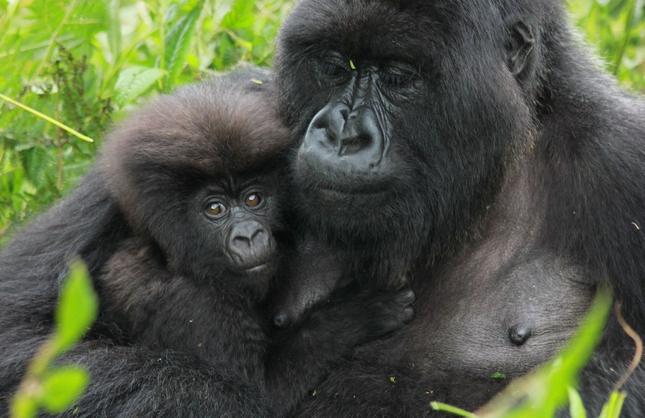 gorilla trekking rwanda
