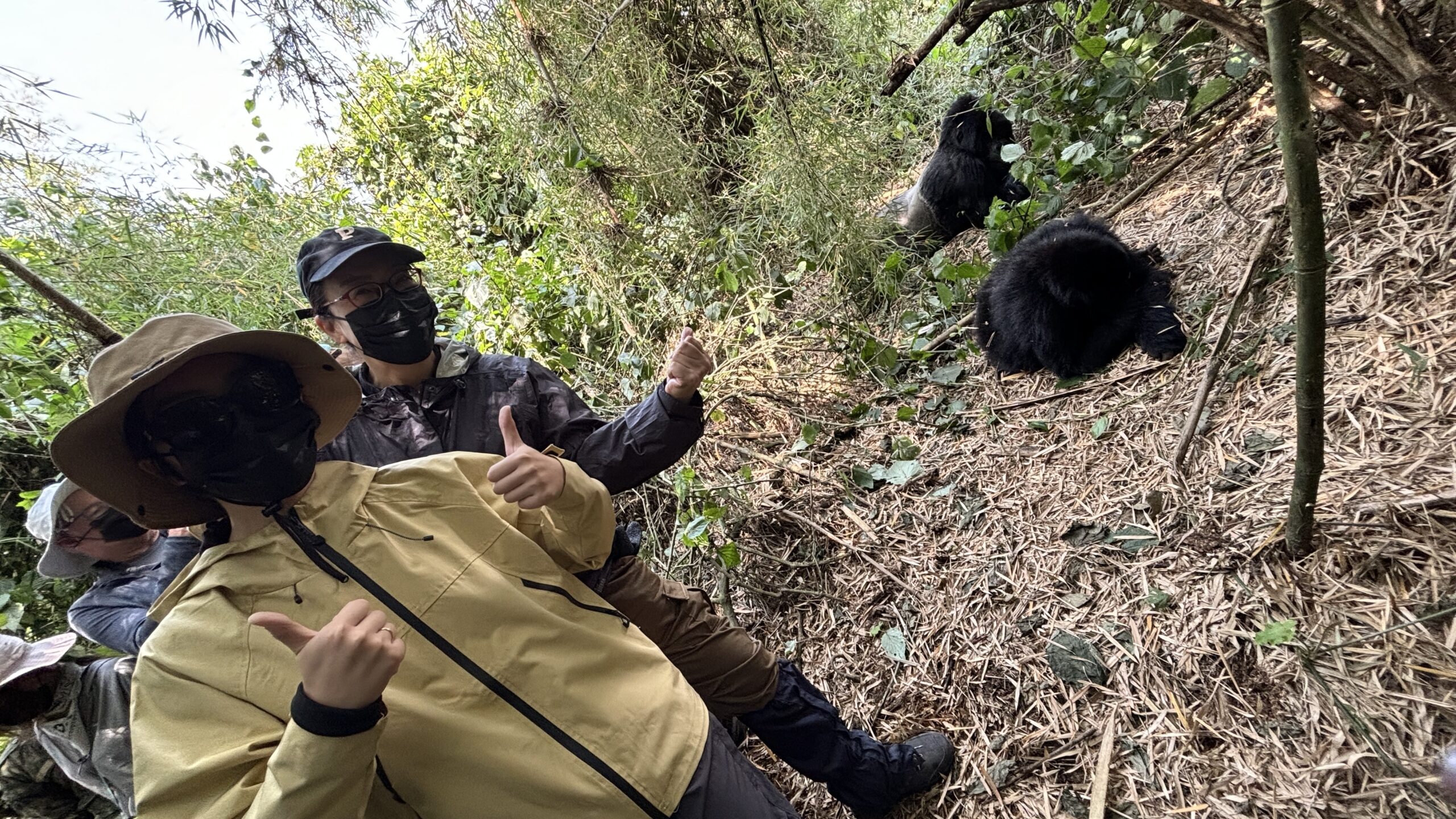 gorilla trekking in rwanda (3)