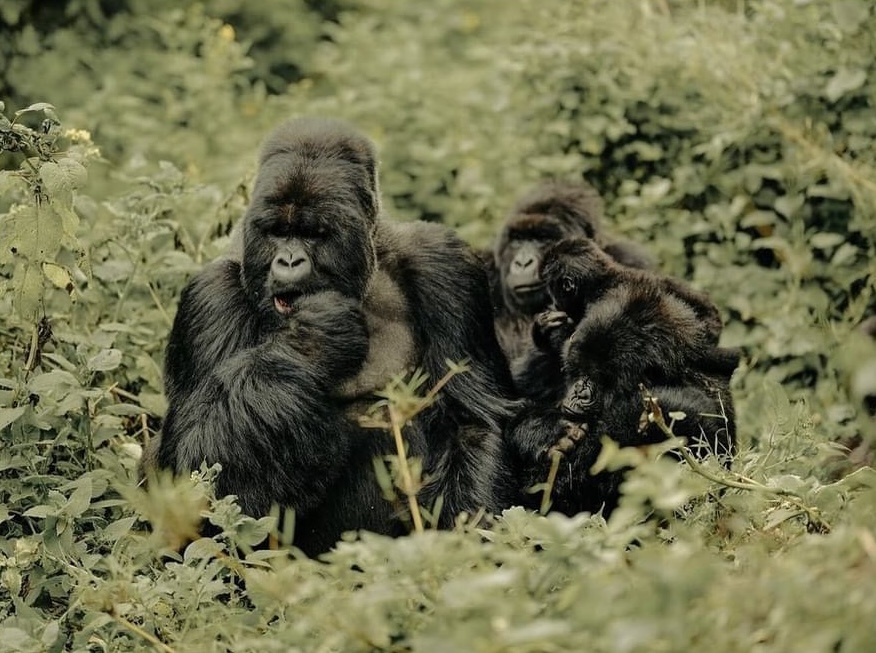 gorilla trekking in volcanoes national park