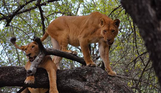 lake manyara national park in tanzania with shalom safaris
