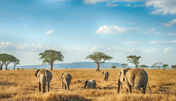 northern serengeti in tanzania with shalom safaris rwanda