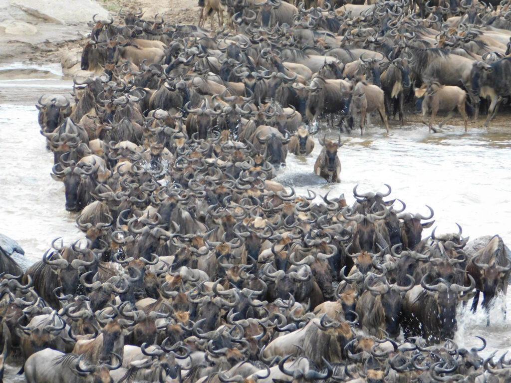 serengeti karatu tanzania with shalom safaris
