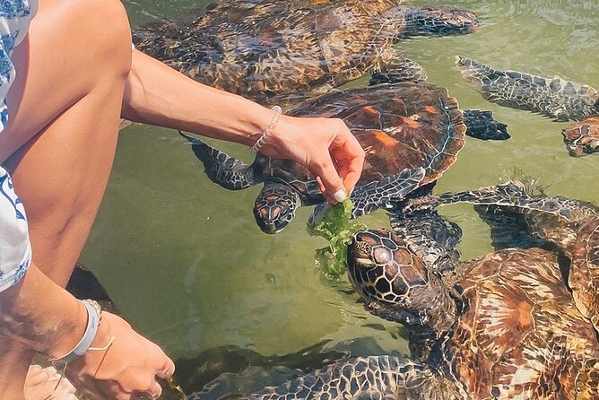 shalom safaris rwanda mnemba turtles aquarium, kendwa beach & dhow sunset cruise.