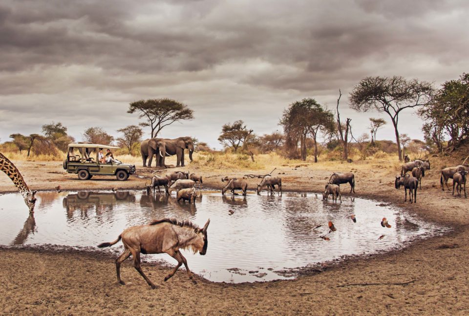tarangire national park in tanzania with shalom safaris