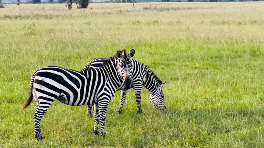 akagera national park