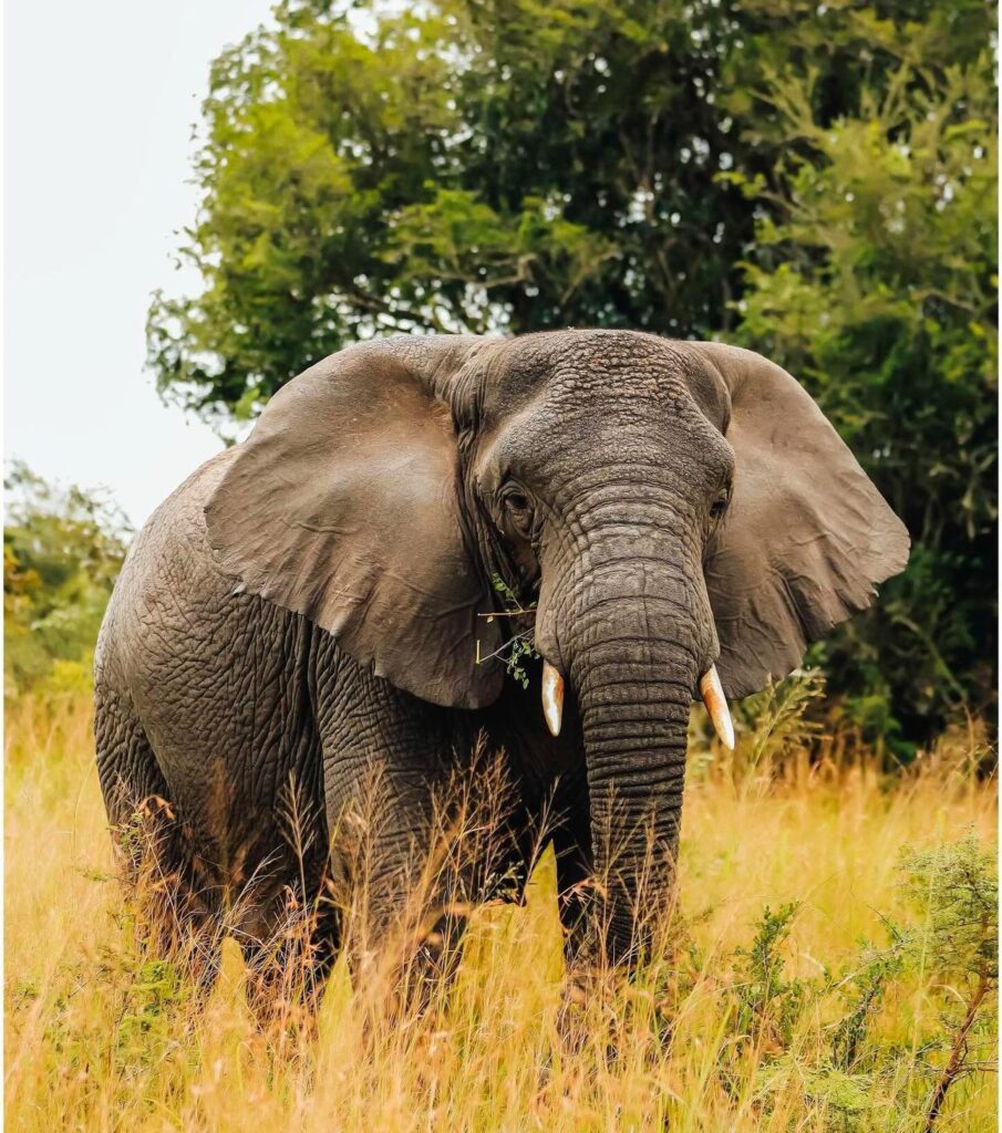 elephant