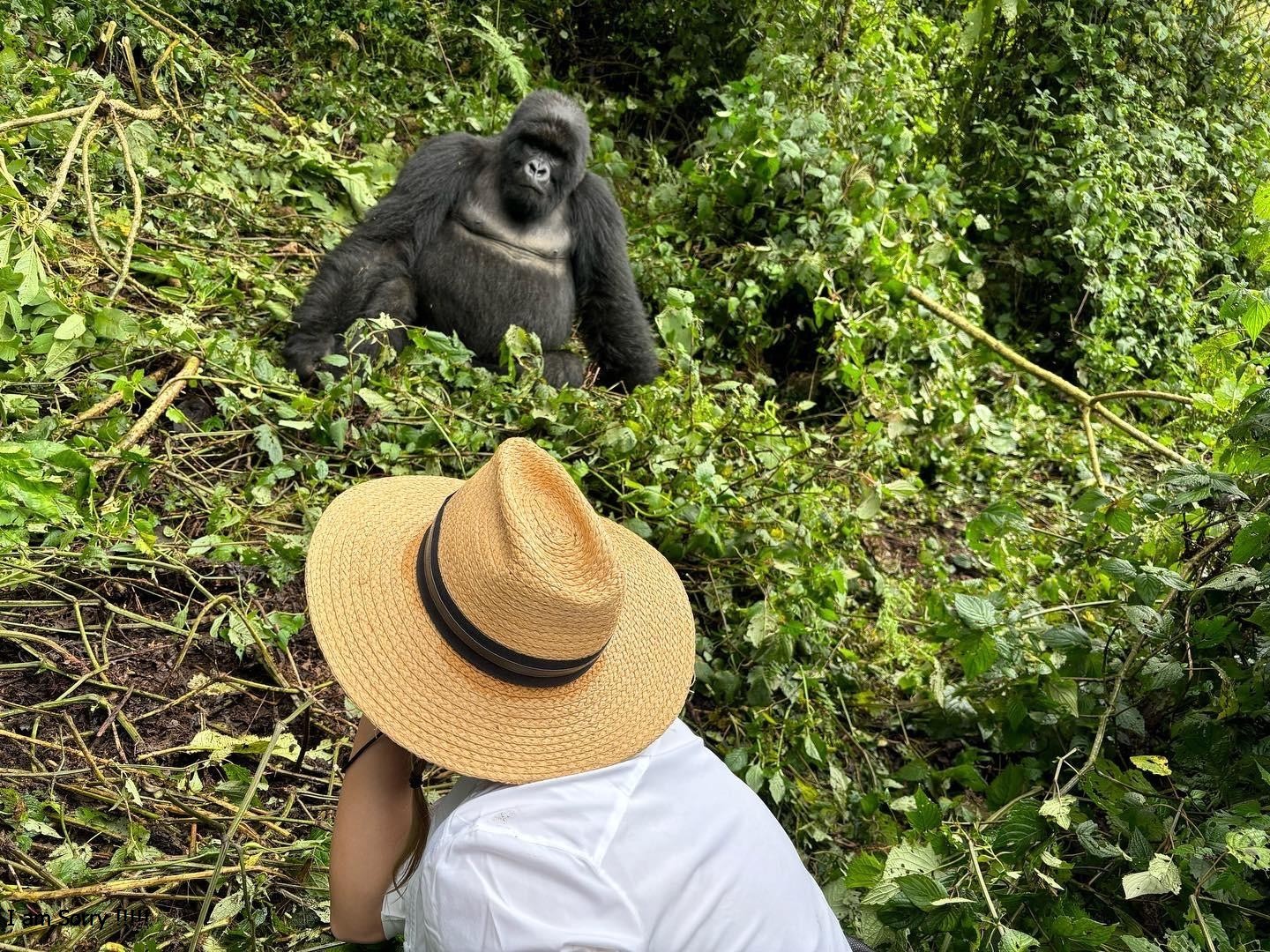gorilla trekking experience