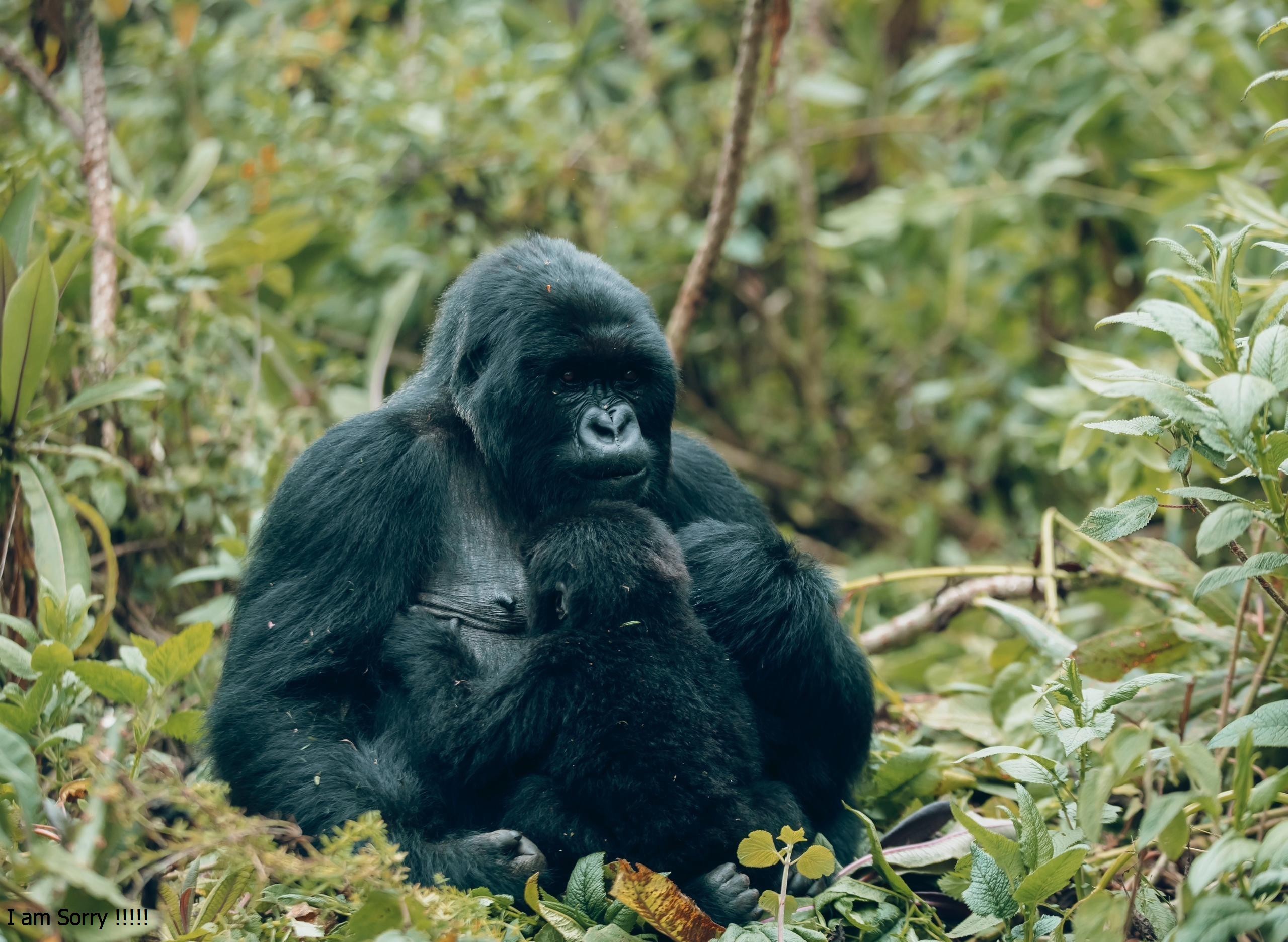 gorilla trekking in rwanda