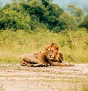 akagera national park