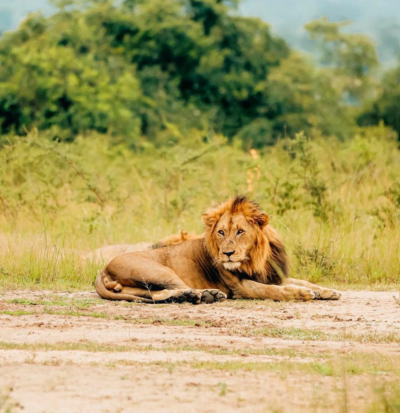 akagera national park