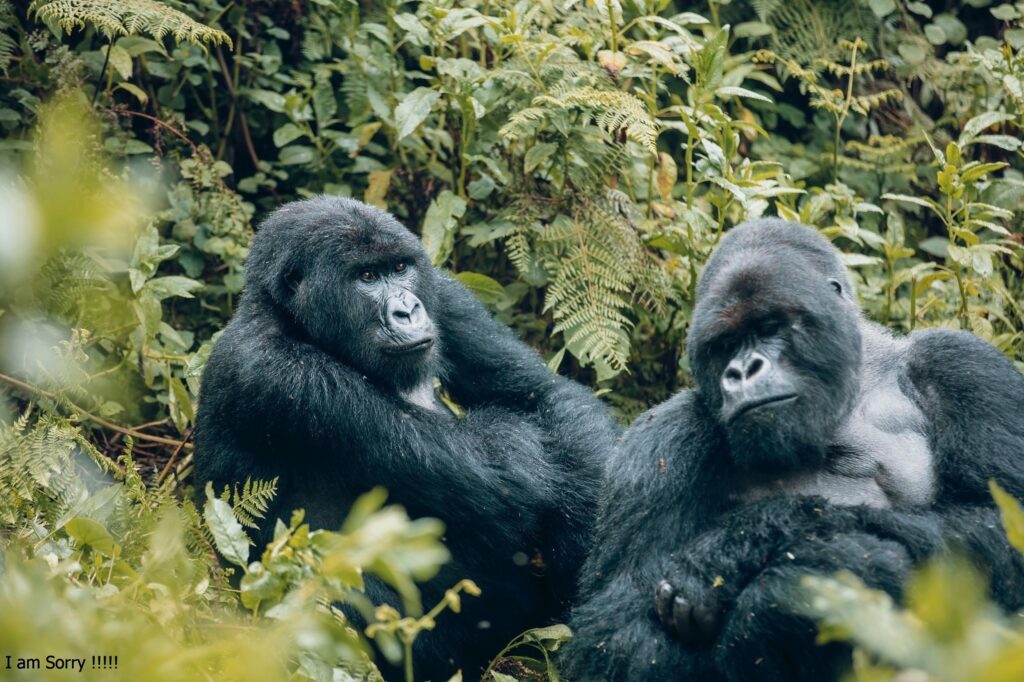 best travel agent in rwanda