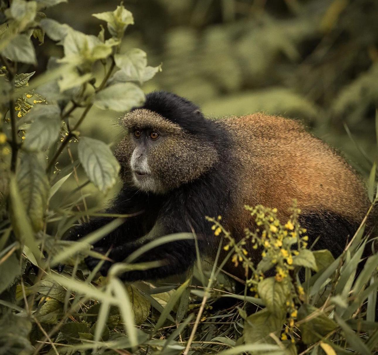 golden monkey, volcanoes national park