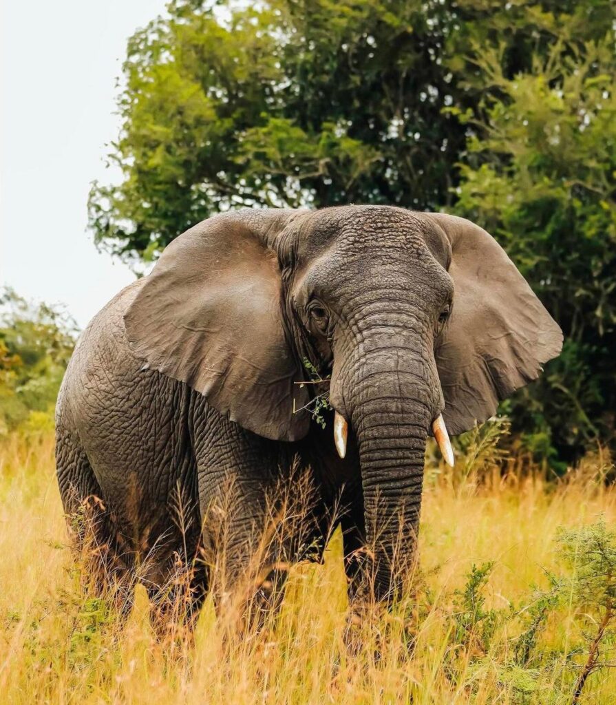 luxury safaris , in rwanda