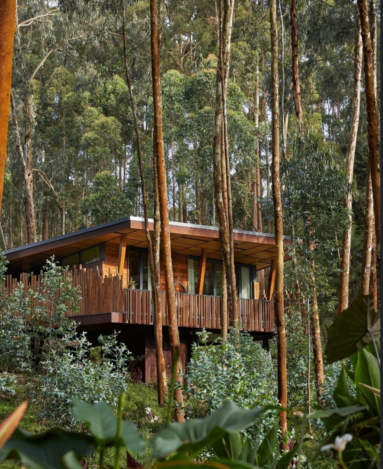 one and only gorilla's nest rwanda