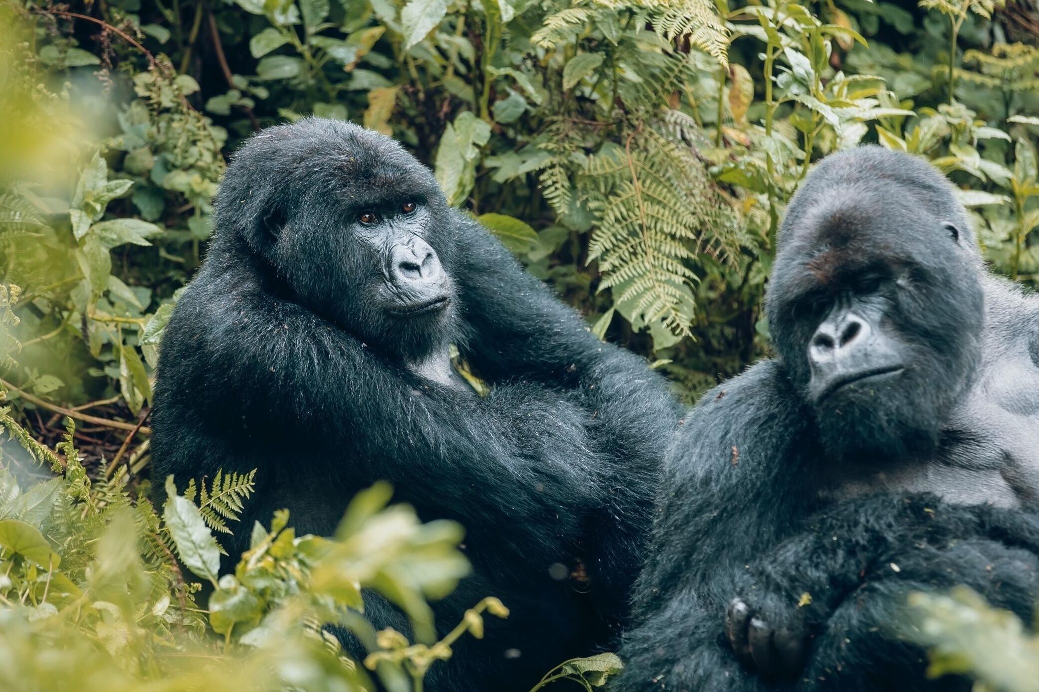 best travel agent in rwanda