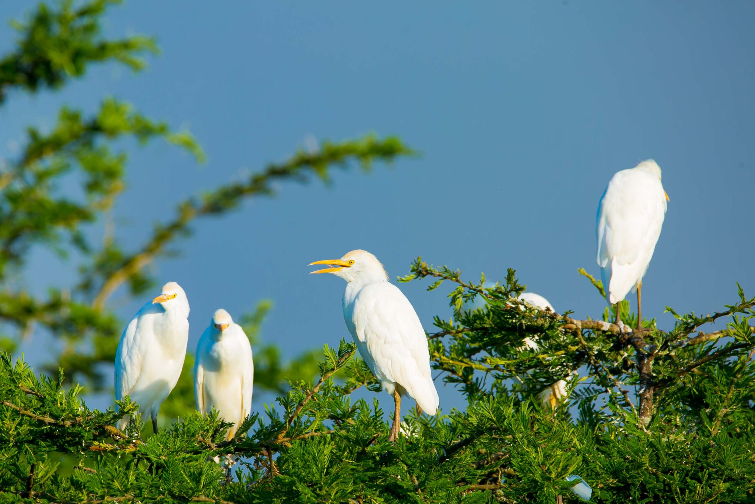 12 days luxury safaris in rwanda