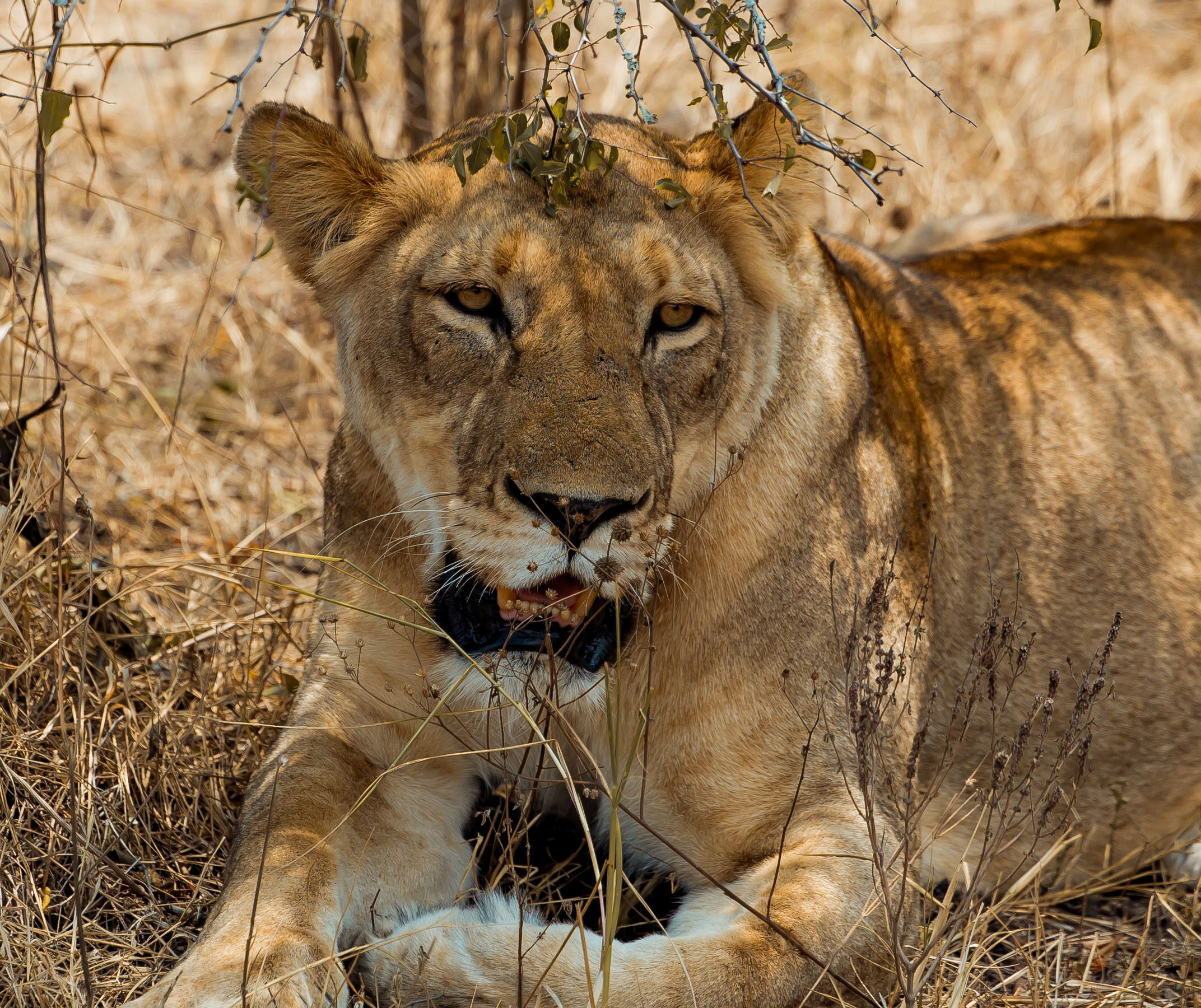 akagera national park
