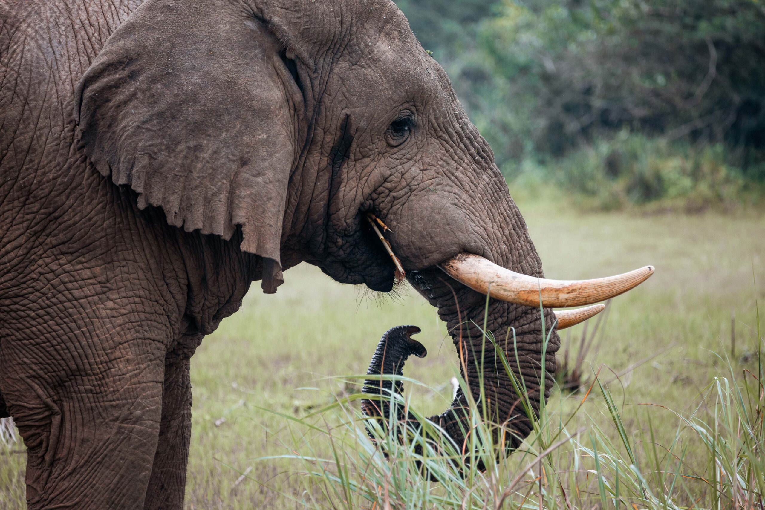 luxury akagera safaris