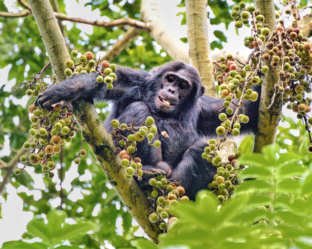 Chimpanzee trekking nyungweN.P