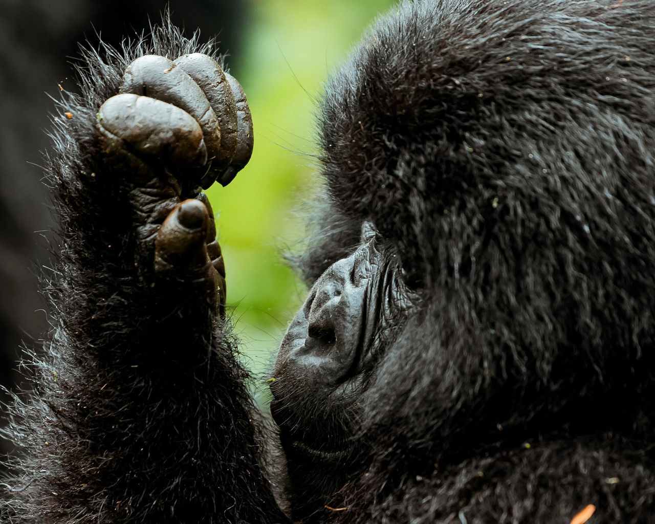 luxury tours in rwanda, shalom safaris rwanda.jpg g